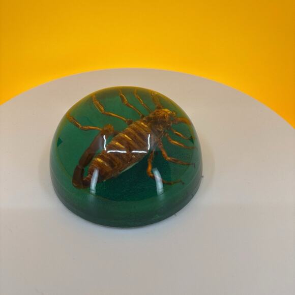 Scorpion Encased in Pexiglass - Picture 16 of 16